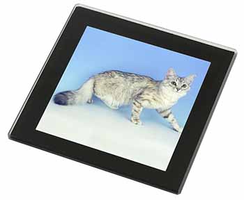 Siberian Silver Cat Black Rim High Quality Glass Coaster