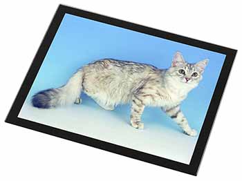 Siberian Silver Cat Black Rim High Quality Glass Placemat