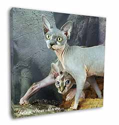 Sphynx Cat 