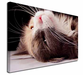 Cat in Ecstacy Canvas X-Large 30"x20" Wall Art Print