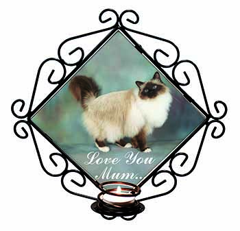 Birman Cat 