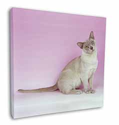 Lilac Burmese Cat Square Canvas 12"x12" Wall Art Picture Print