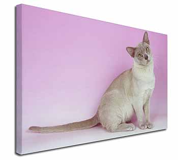 Lilac Burmese Cat Canvas X-Large 30"x20" Wall Art Print