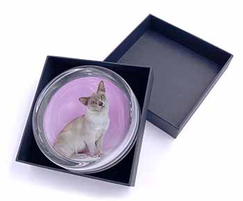 Lilac Burmese Cat Glass Paperweight in Gift Box