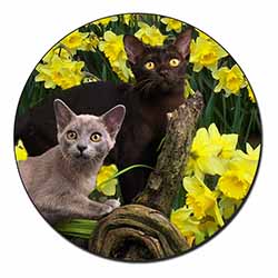 Burmese Cats Amoungst Daffodils Fridge Magnet Printed Full Colour