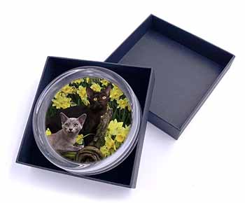 Burmese Cats Amoungst Daffodils Glass Paperweight in Gift Box