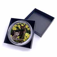 Burmese Cats Amoungst Daffodils Glass Paperweight in Gift Box