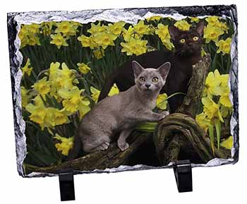 Burmese Cats Amoungst Daffodils, Stunning Photo Slate