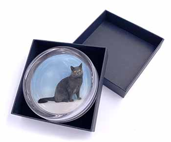 Blue Chartreax Cat Glass Paperweight in Gift Box