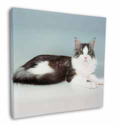 Silver, White Maine Coon Cat Square Canvas 12"x12" Wall Art Picture Print