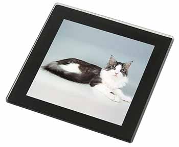 Silver, White Maine Coon Cat Black Rim High Quality Glass Coaster