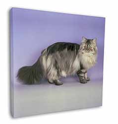 Silver Grey Persian Cat Square Canvas 12"x12" Wall Art Picture Print