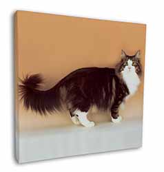 Norwegian Forest Cat Square Canvas 12"x12" Wall Art Picture Print