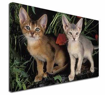 Abyssinian Cats by Poppies Canvas X-Large 30"x20" Wall Art Print