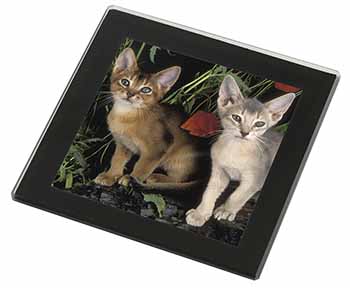 Abyssinian Cats by Poppies Black Rim High Quality Glass Coaster