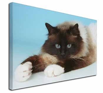 Beautiful Birman Cat Canvas X-Large 30"x20" Wall Art Print