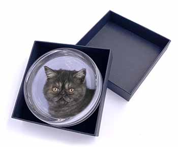 Exotic Smoke Cat Glass Paperweight in Gift Box