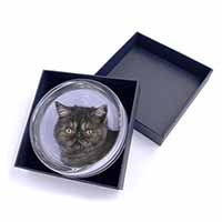 Exotic Smoke Cat Glass Paperweight in Gift Box