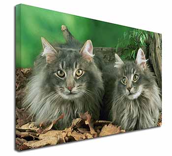 Blue Norwegian Forest Cats Canvas X-Large 30"x20" Wall Art Print