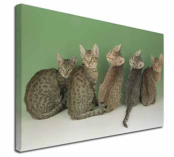 Cute Ocicat Kittens Canvas X-Large 30"x20" Wall Art Print