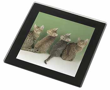 Cute Ocicat Kittens Black Rim High Quality Glass Coaster