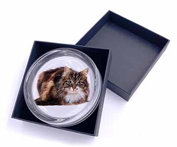 Beautiful Brown Tabby Cat Glass Paperweight in Gift Box