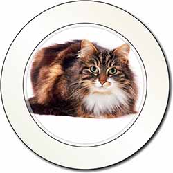 Beautiful Brown Tabby Cat Car or Van Permit Holder/Tax Disc Holder