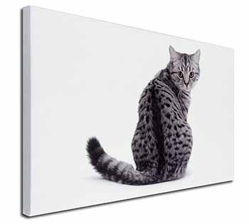 Silver Spot Tabby Cat Canvas X-Large 30"x20" Wall Art Print