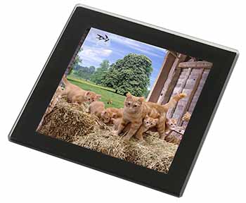 Ginger Cat and Kittens in Barn Black Rim High Quality Glass Coaster