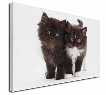 Black and White Kittens Canvas X-Large 30"x20" Wall Art Print