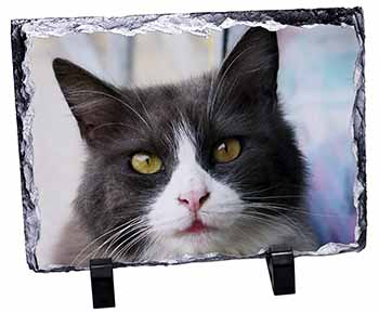 Pretty Black and White Cat, Stunning Photo Slate