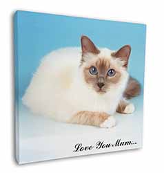 Birman Cat 