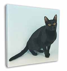 Black Bombay Cat Square Canvas 12"x12" Wall Art Picture Print