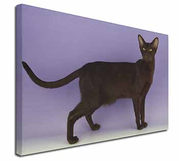 Chocolate Havana Cat Canvas X-Large 30"x20" Wall Art Print