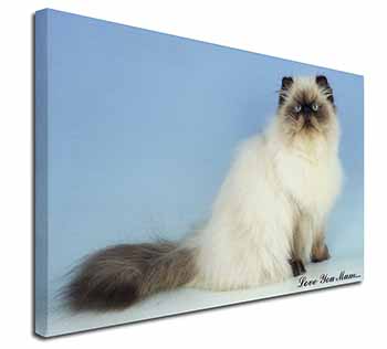 Himalayan Cat 