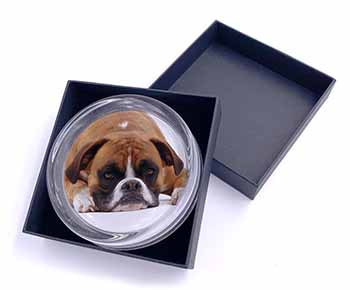 Red and White Boxer Dog Glass Paperweight in Gift Box