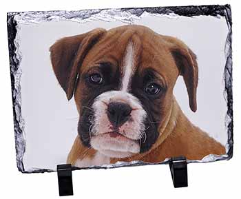 Red and White Boxer Puppy, Stunning Photo Slate