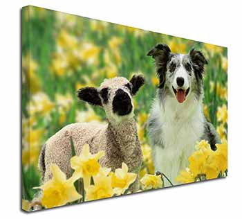 Border Collie Dog and Lamb Canvas X-Large 30"x20" Wall Art Print