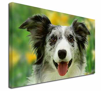 Blue Merle Border Collie Canvas X-Large 30"x20" Wall Art Print