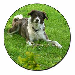 Liver and white Border Collie Dog Fridge Magnet Printed Full Colour