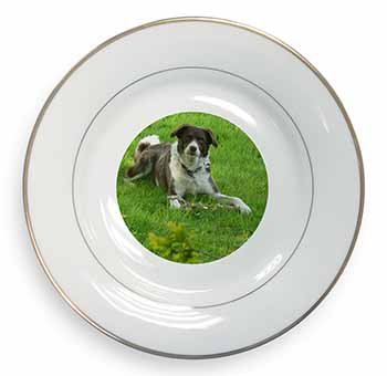 Liver and white Border Collie Dog Gold Rim Plate Printed Full Colour in Gift Box