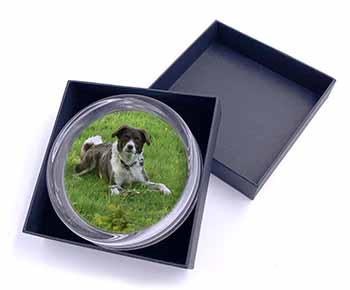 Liver and white Border Collie Dog Glass Paperweight in Gift Box