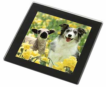 Border Collie Dog and Lamb Black Rim High Quality Glass Coaster