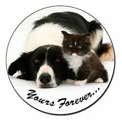 Border Collie and Kitten 