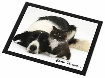 Border Collie and Kitten 