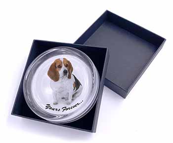 Beagle Dog "Yours Forever..." Glass Paperweight in Gift Box