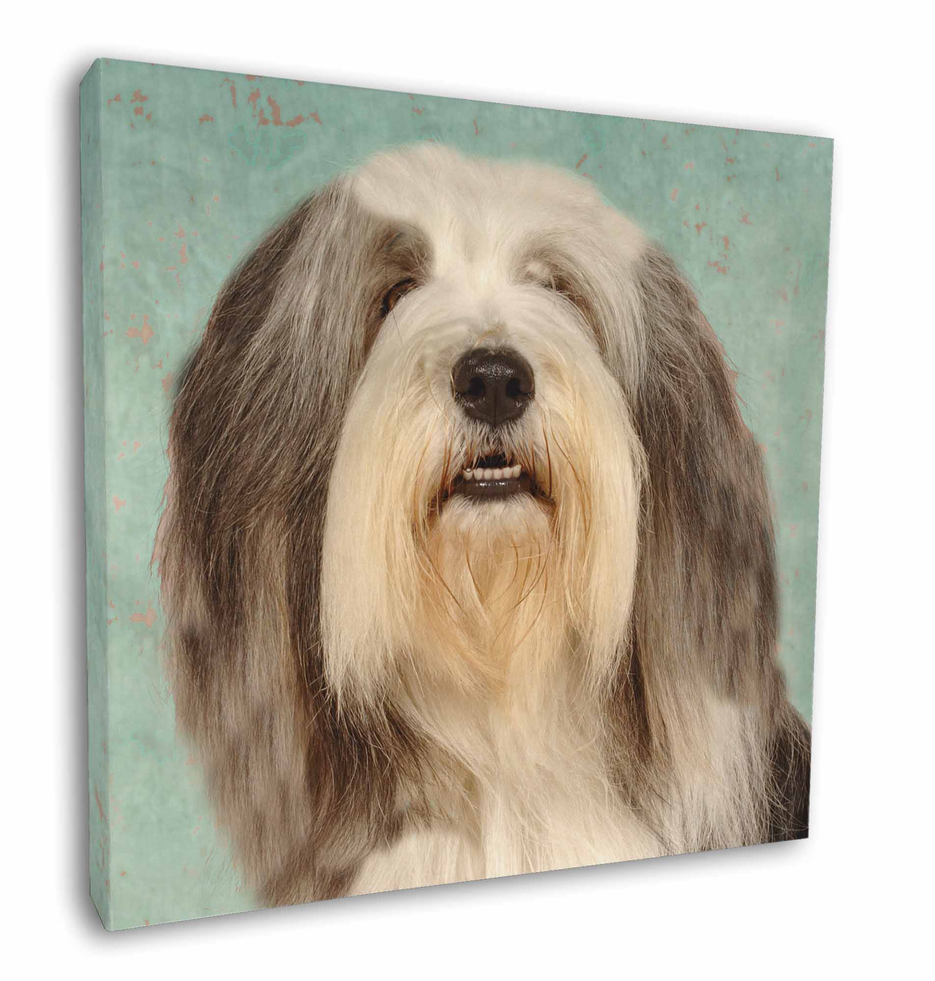 Bearded Collie Size