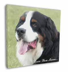 Bernese Mountain Dog 