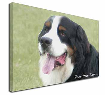 Bernese Mountain Dog 