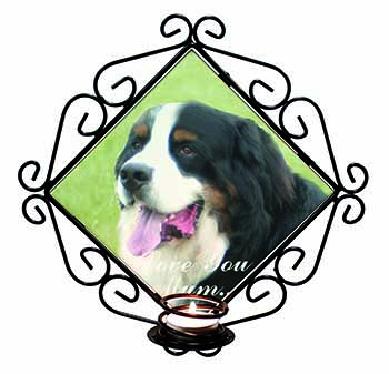 Bernese Mountain Dog 